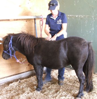 Merlin, one of the Hearts healing ponies receives some healing himself.